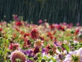 Beautiful-Flowers-in-rain-Latest-Wallpaper.jpg