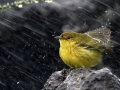 Lime-bird-under-the-rain.jpg