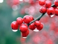 a-berries_after_a_rainfall-1464712.jpg