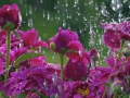flowers_in_the_rain_wallpaper.jpg